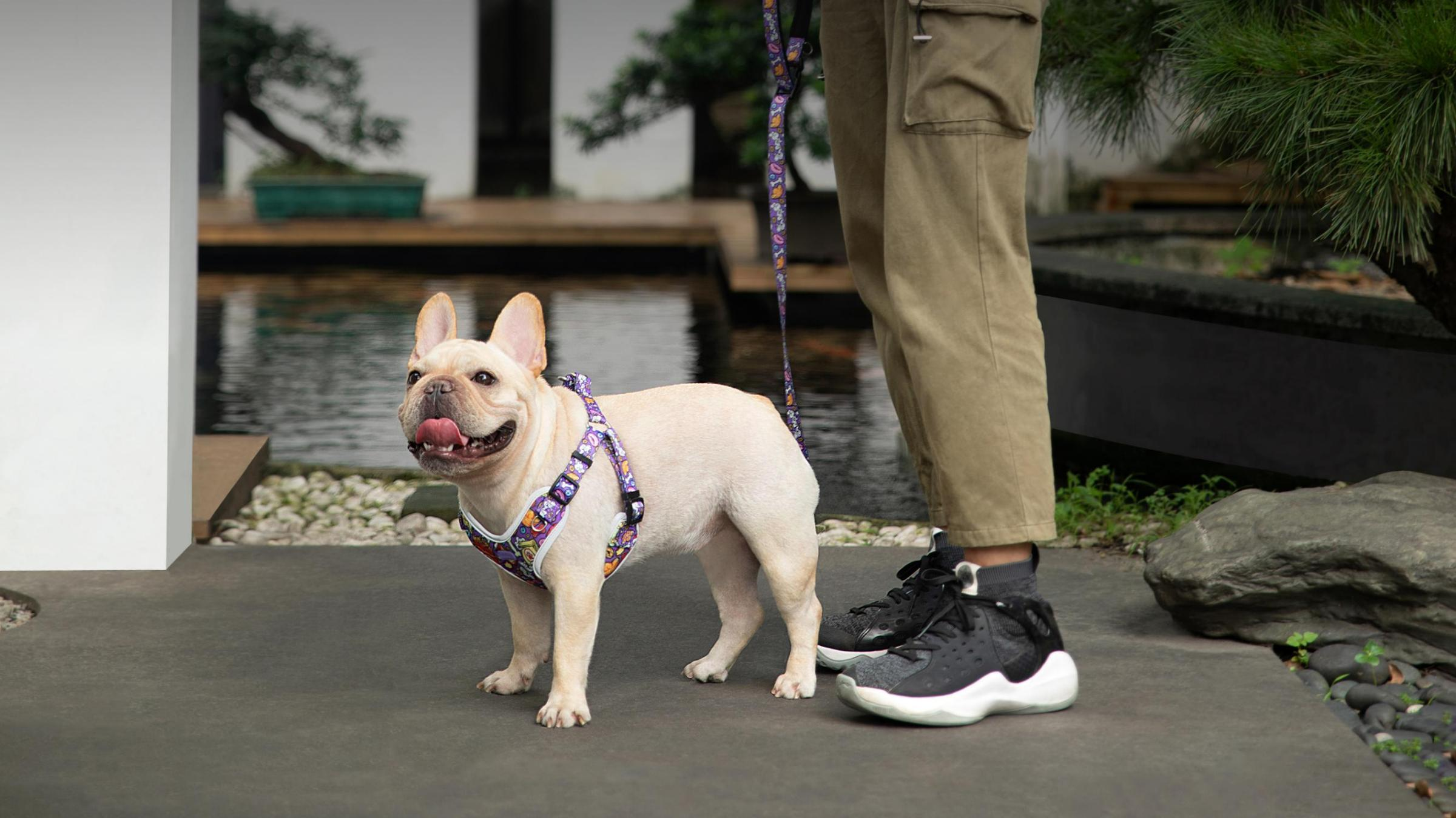 Complete view of Pet Harness Size Series